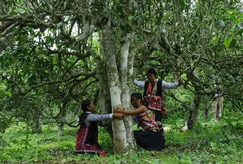 Yunnan Ancient Tea Tree.webp Yunnan Ancient Tea Tree.webp