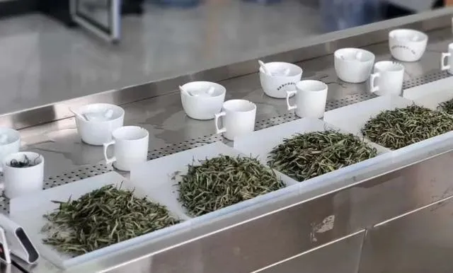 how-to-judge-tea-quality.webp