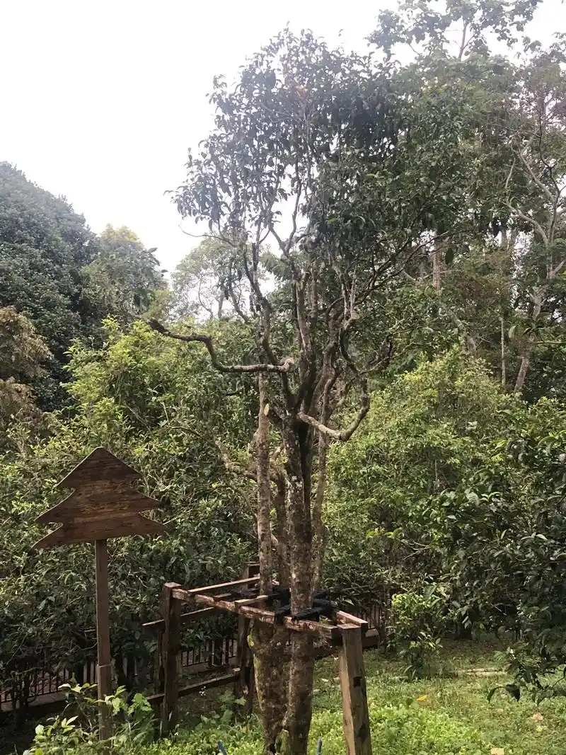 Mountain Tea.webp Mountain Tea.webp